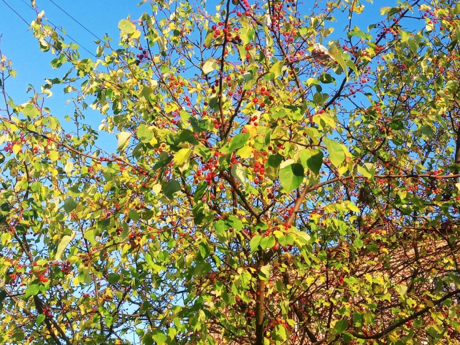 Дикая яблоня и березы