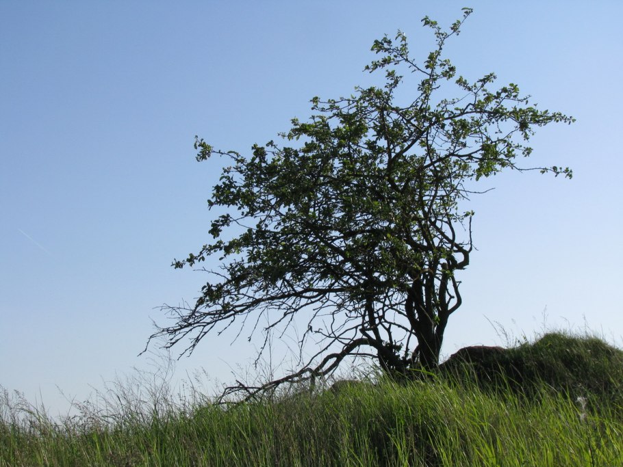 Яблоки растут