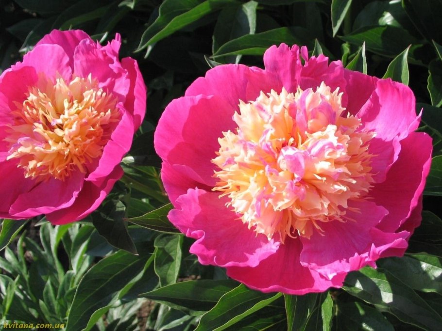 Пион пион Примавера