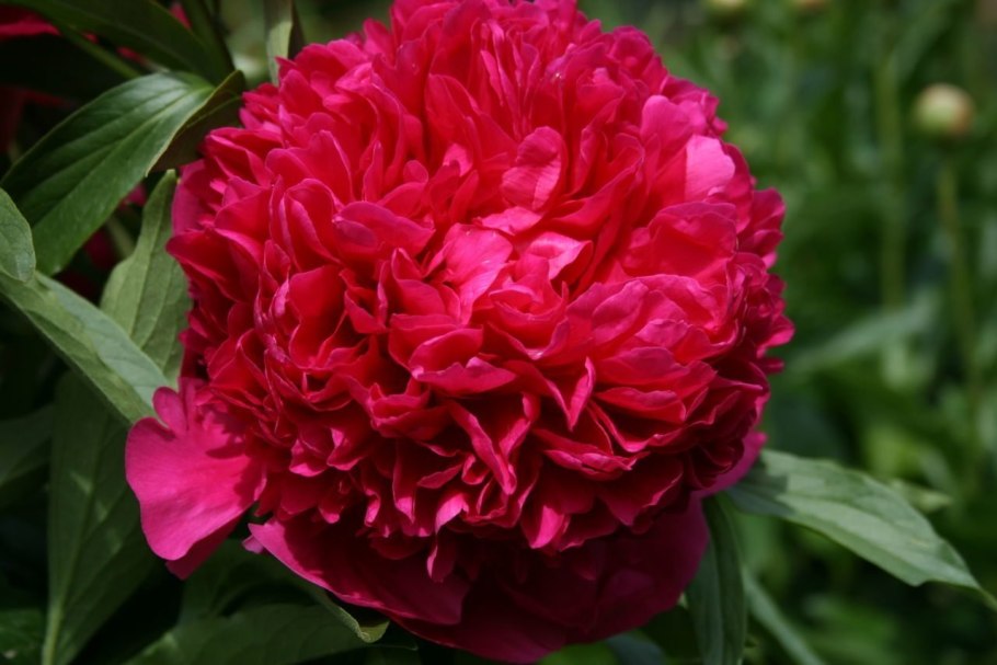 Пион Йеллоу Кинг