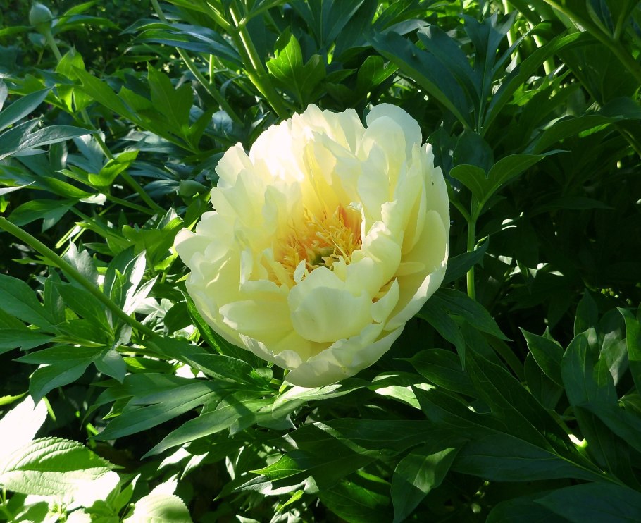 Пион герхильда