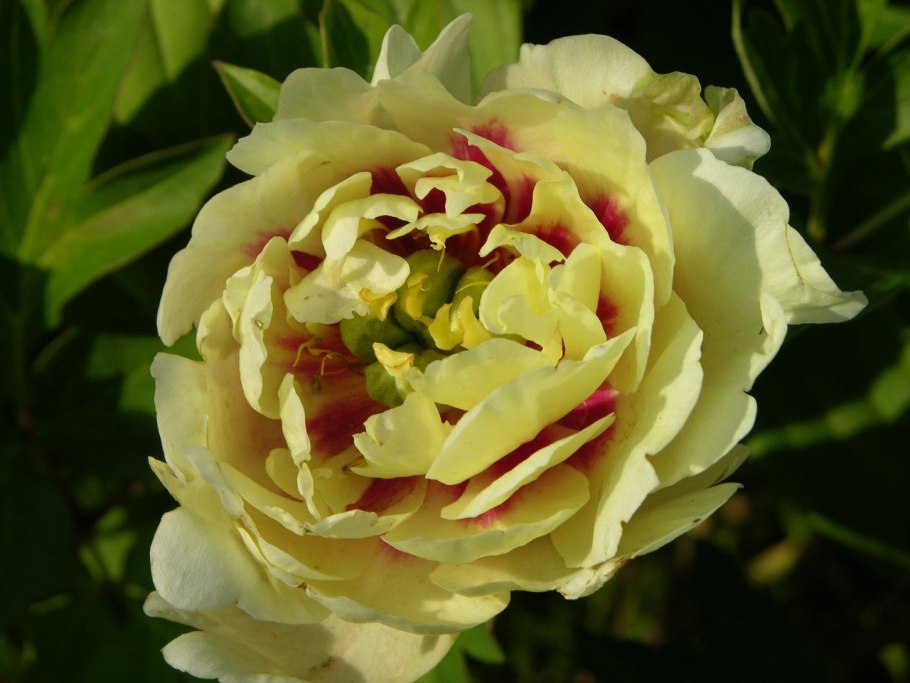 Пион Ито Prairie Charm