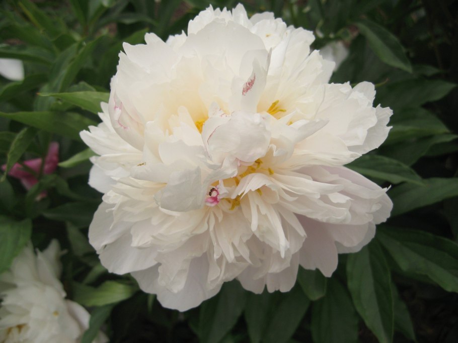 Пион Шайнинг Лайт