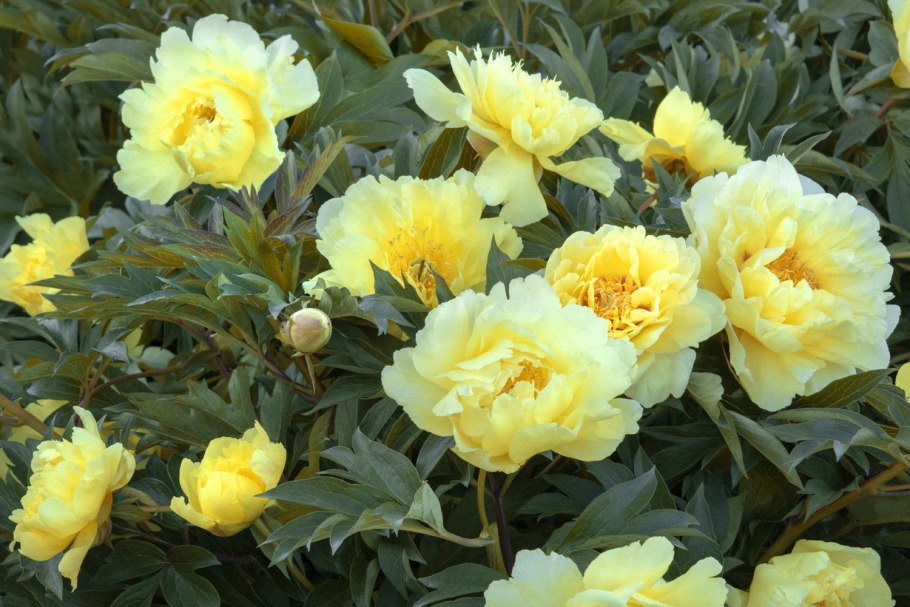 Йеллоу краун пион