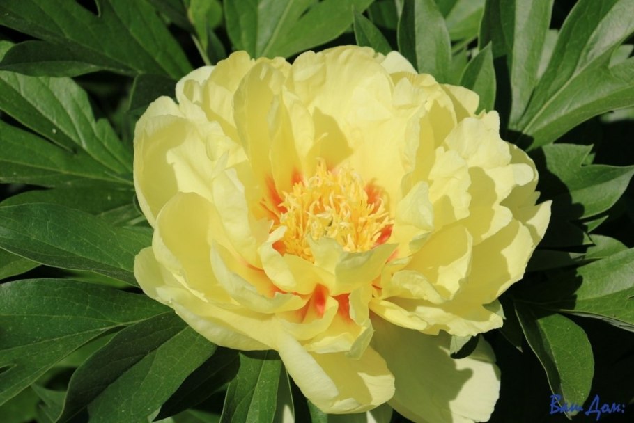 Пион Ито Йеллоу Краун