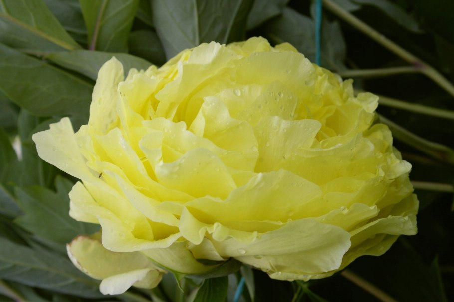 Пион желтый йеллоу краун