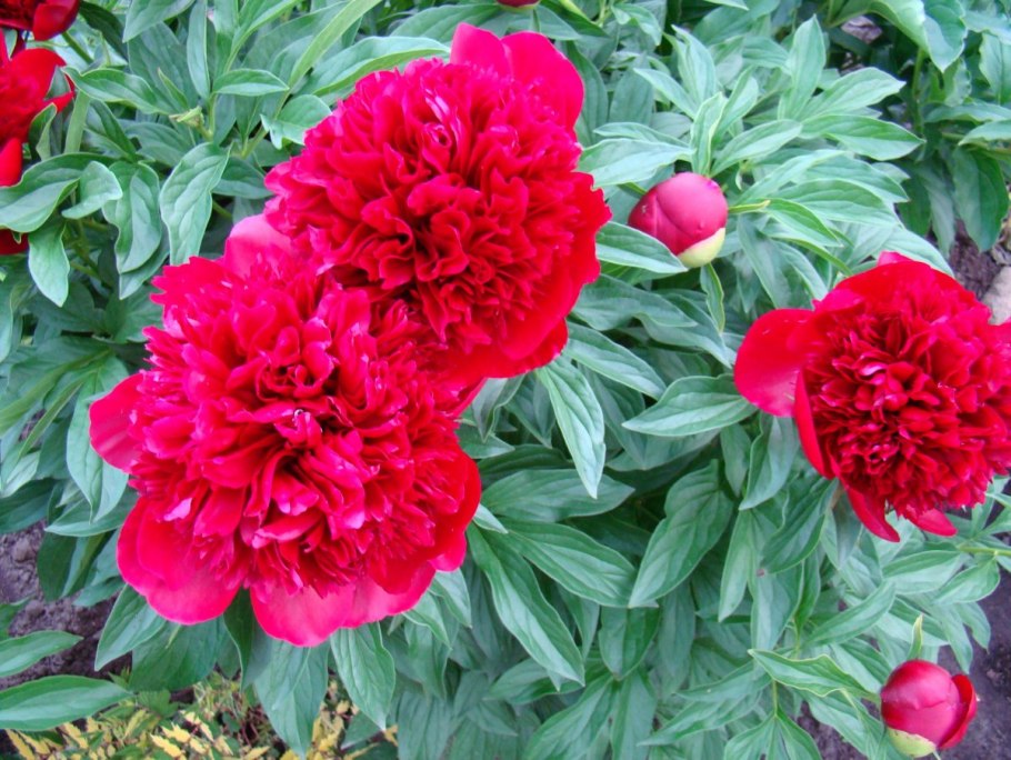 Пион Бартзелла