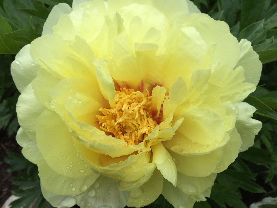 Пион древовидный Лантиан Джей