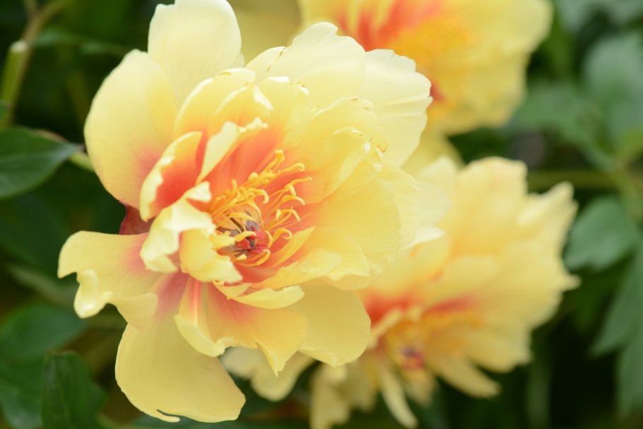 Пион йеллоу