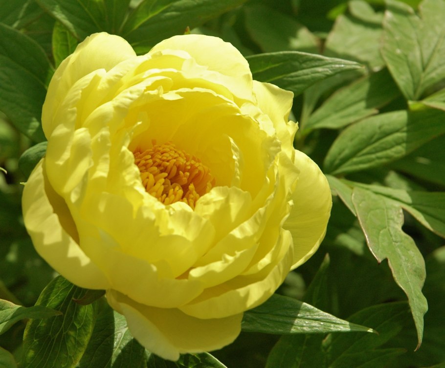 Пион желтый Йеллоу Краун