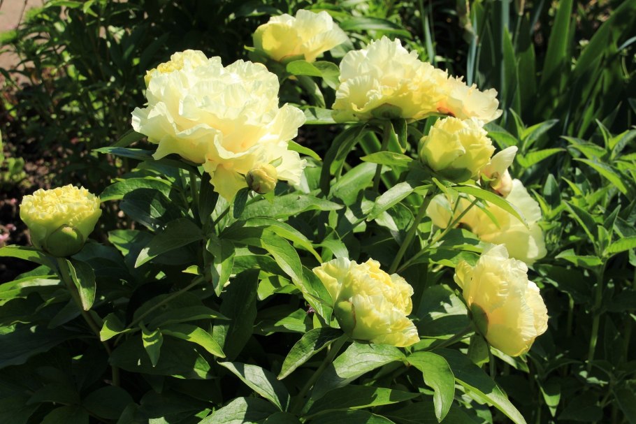 Пион Ито Бартзелла