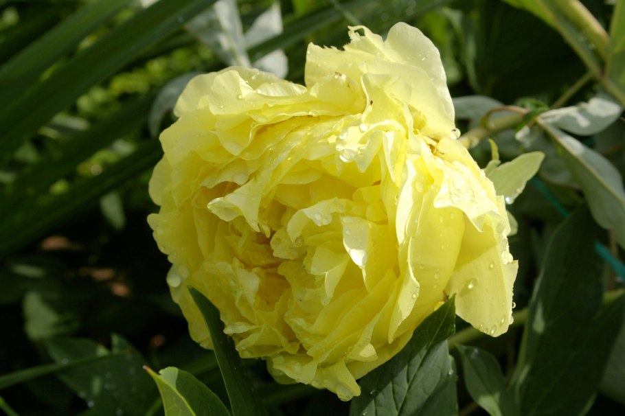 Пион йеллоу кроун