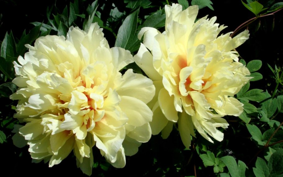 Пион Ричез энд Флейм