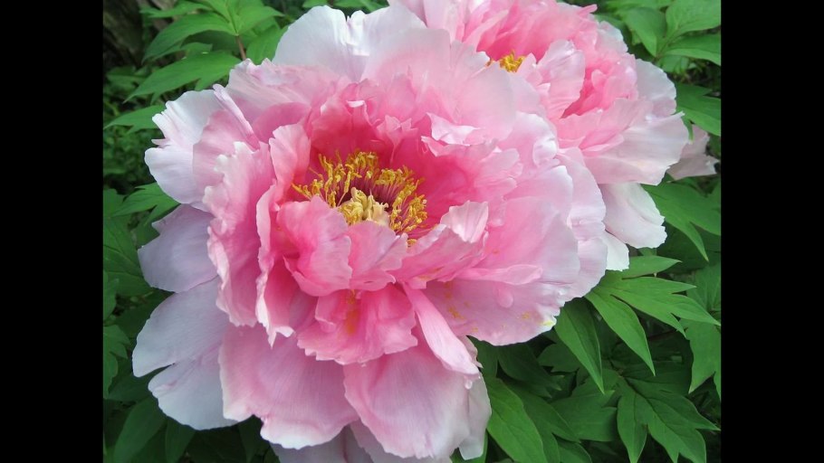 Пион Йеллоу Краун