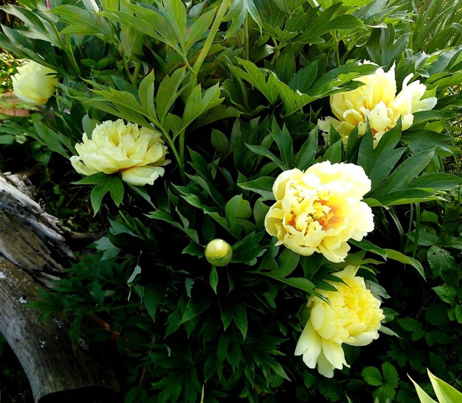 Пион Йеллоу Кроун