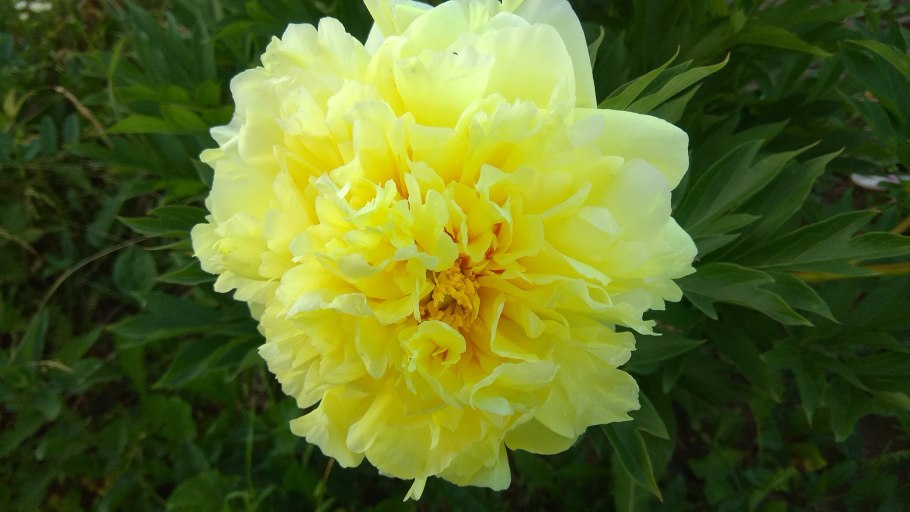 Пион древовидный Йеллоу Краун