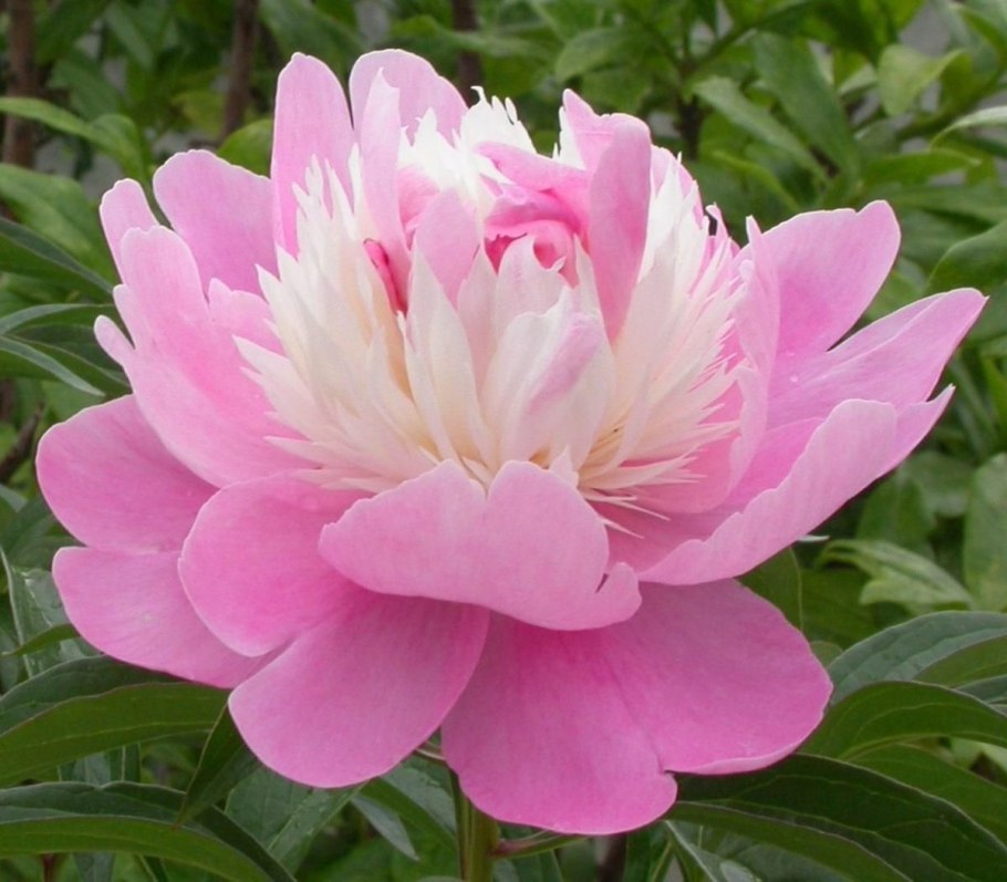 Пион древовидный Houki