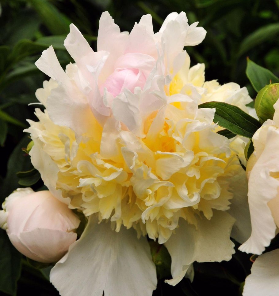 Пион древовидный Йеллоу Краун