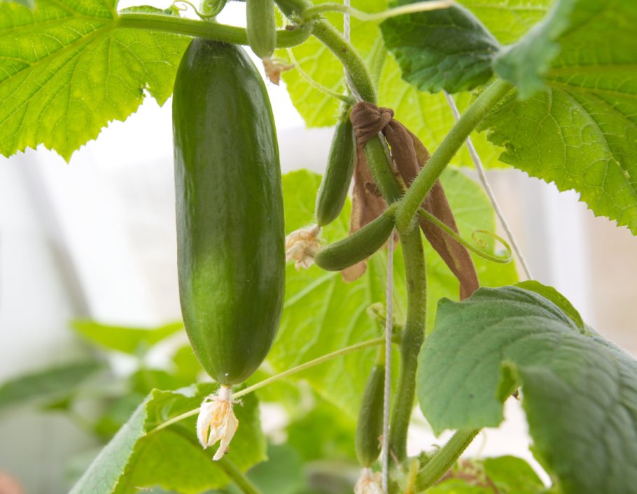 Огурец чемпион СЕДЕК f1 0,2 г