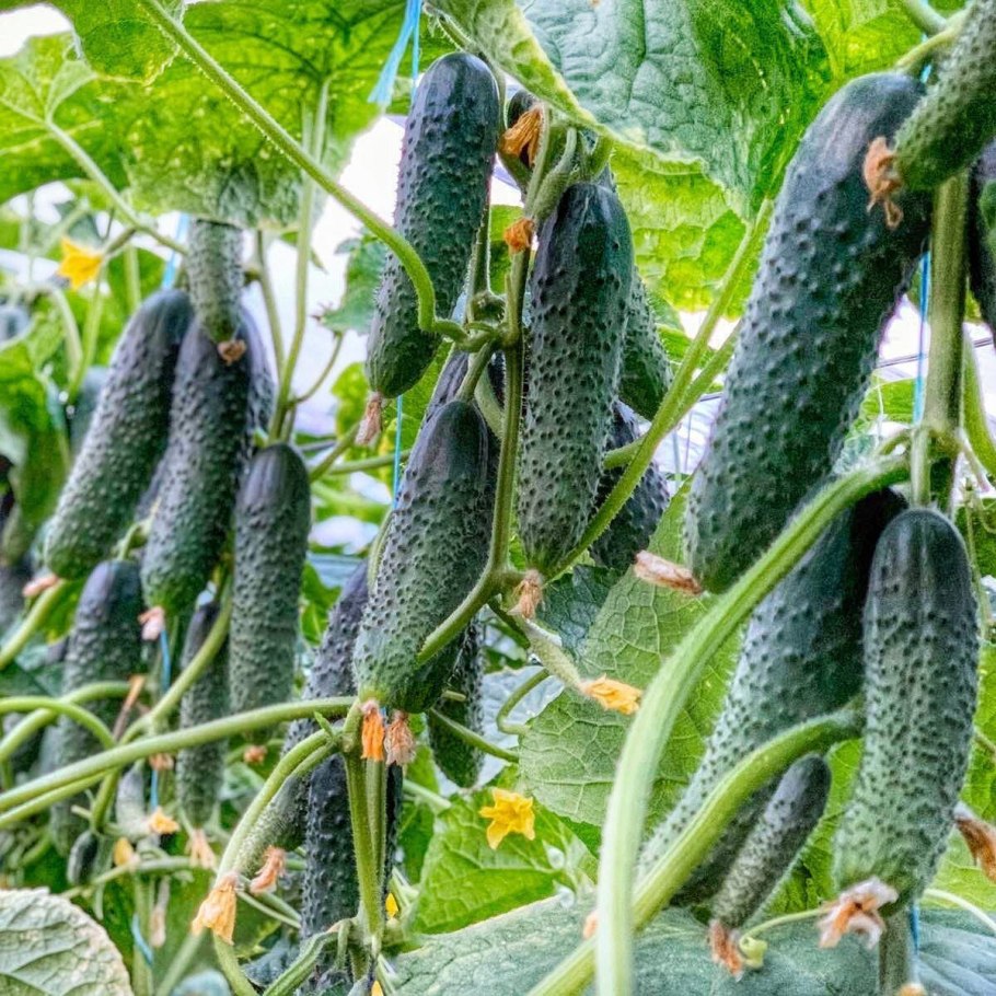 Семена огурцов Тополек