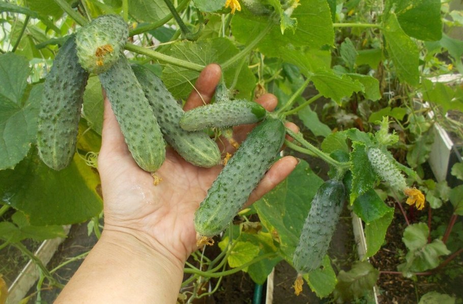 Огурец везунчик f1