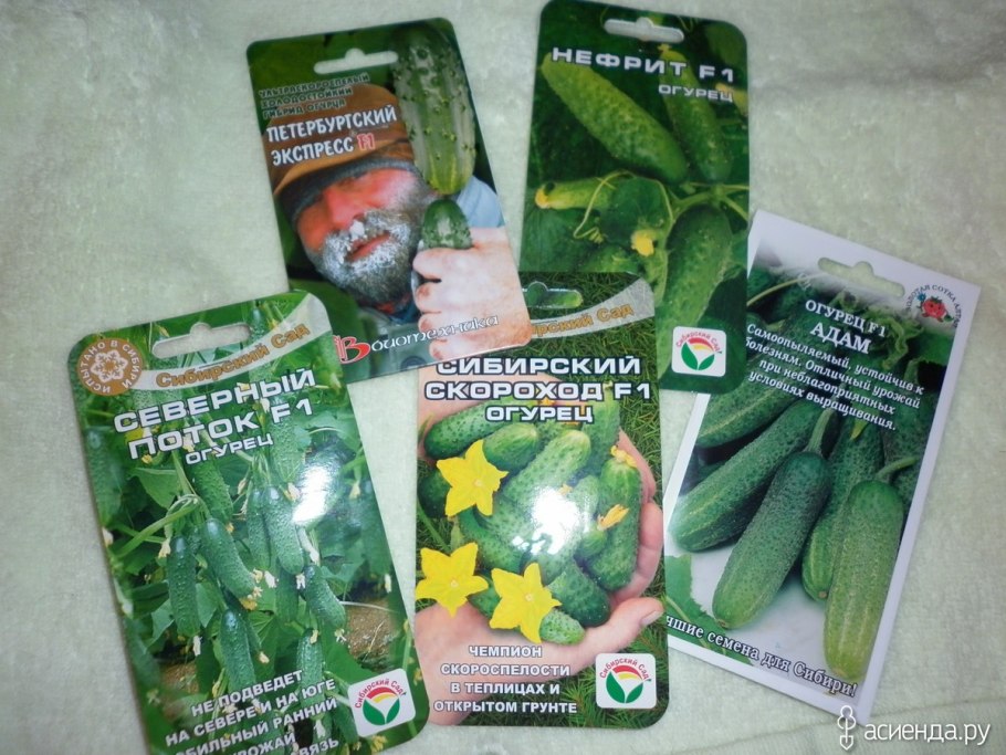 Огурцы пупырчатые