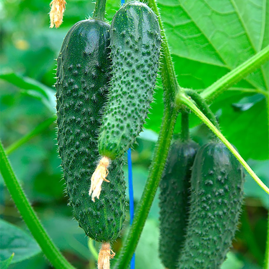 Пикули корнишоны Зеленцы