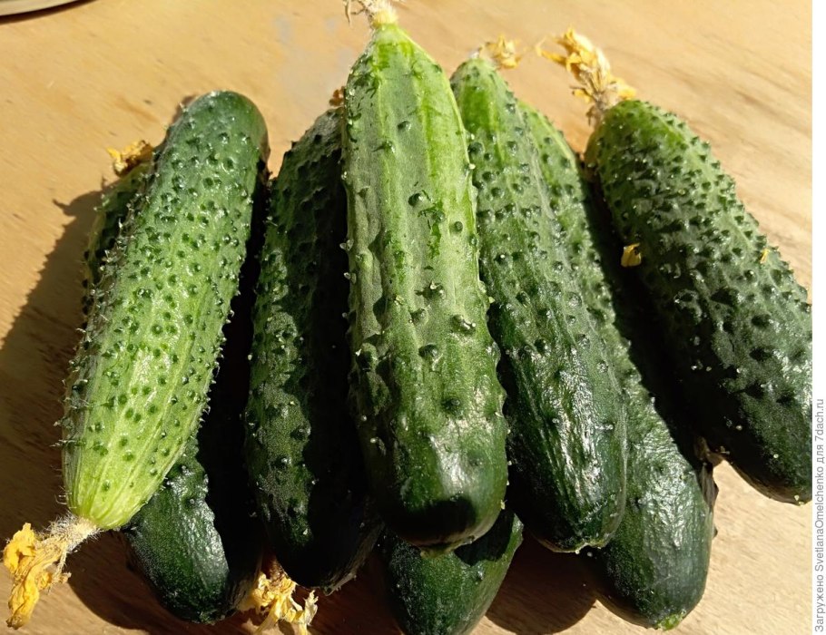 Огурец Эскимос f1 корнишон (уд) новинка!!!