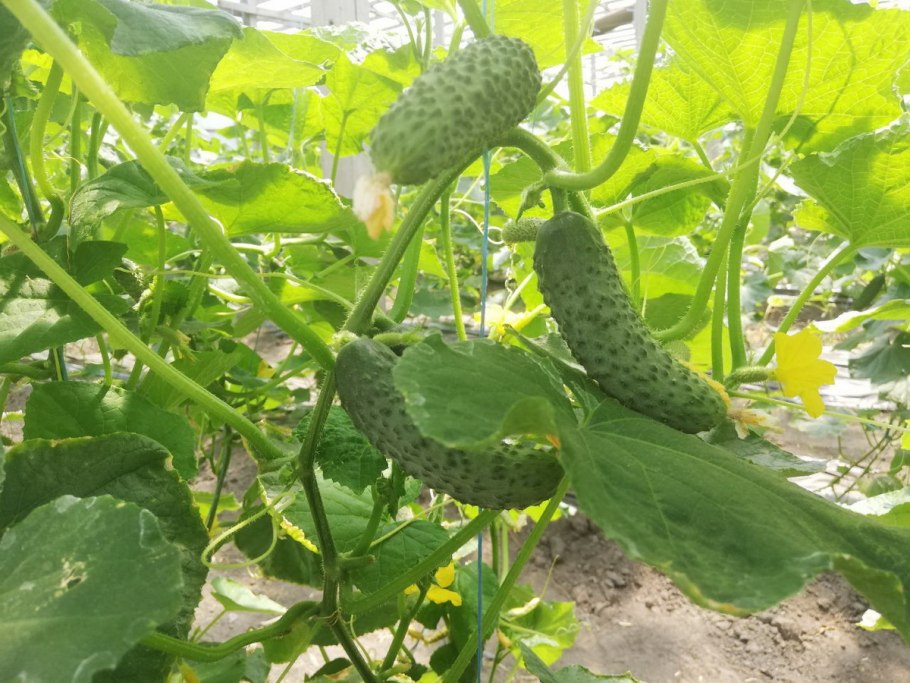 Голландские сорта огурцов корнишоны