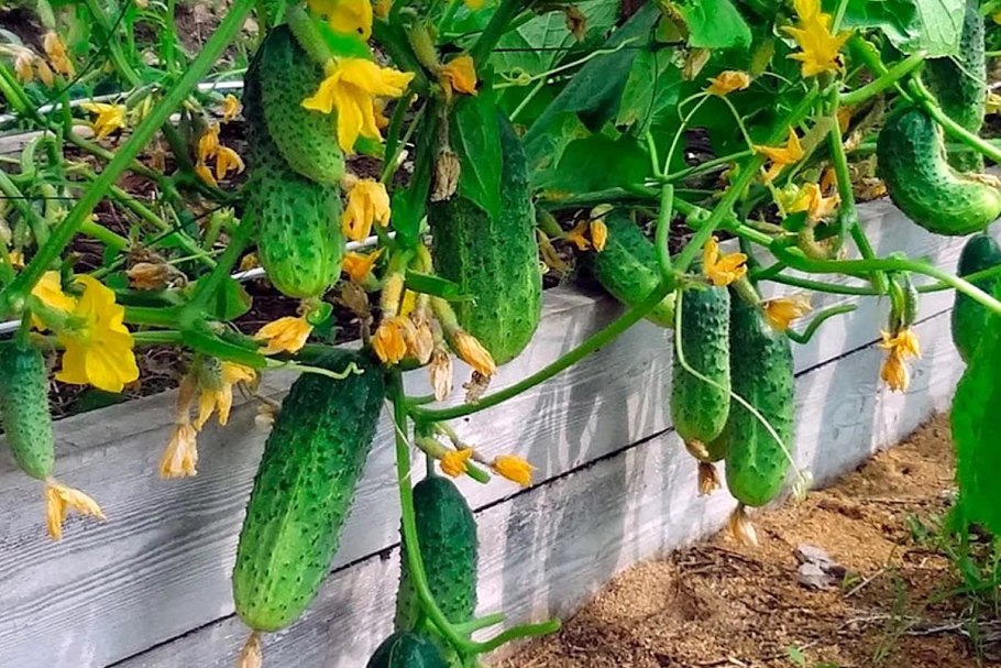 Огурец шпингалет f1