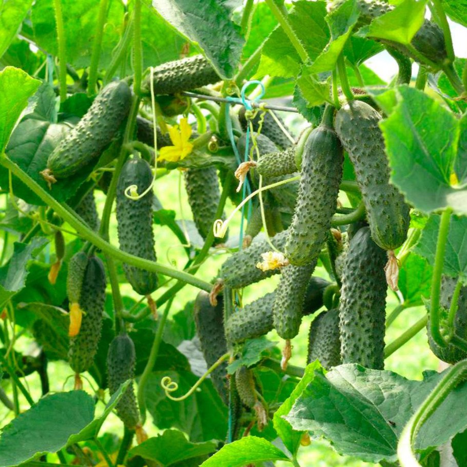 Вятич f1 сорт огурцов