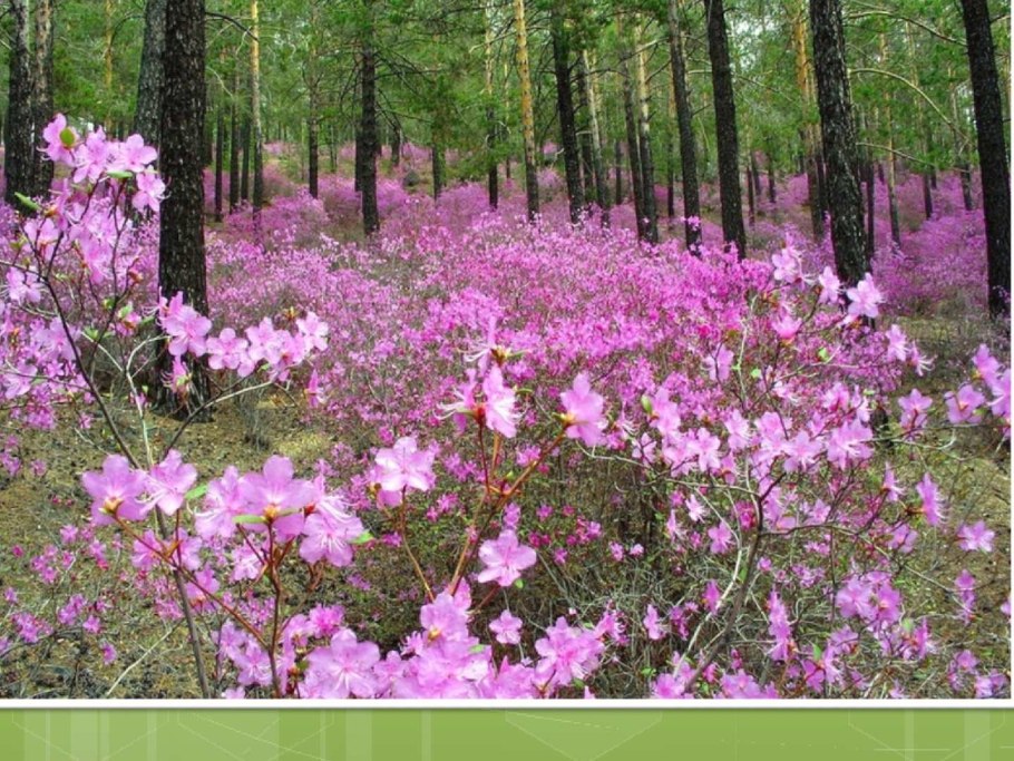 Багульник и подснежники