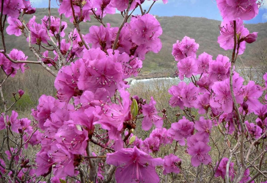 Багульник маньчжурский