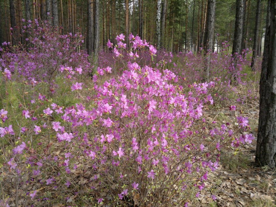 Рододендрон Даурский цветет