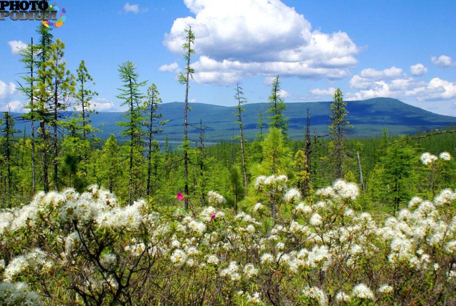Рододендрон Дальневосточный