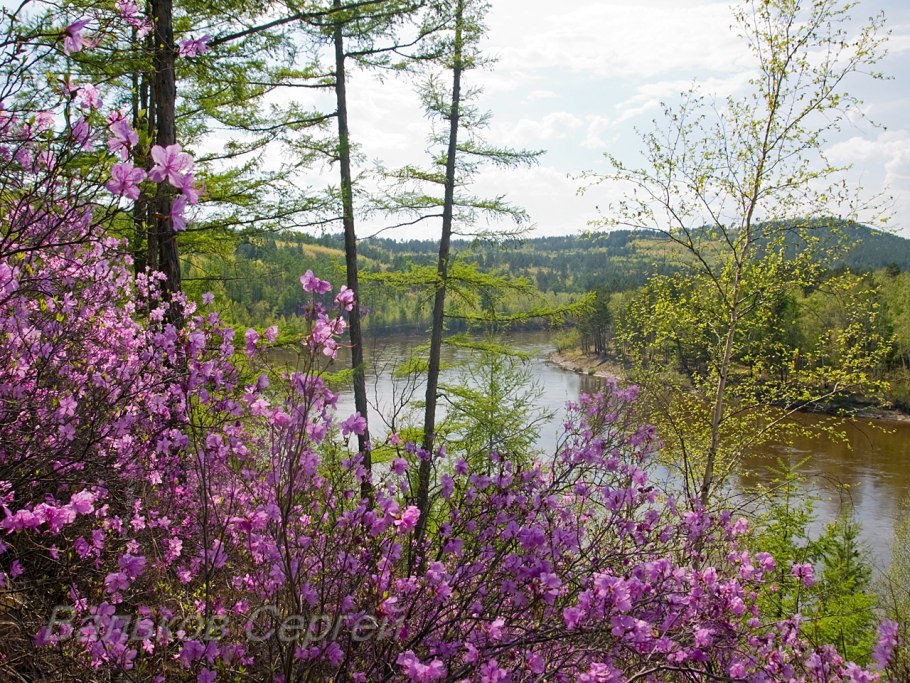 Аршан багульник
