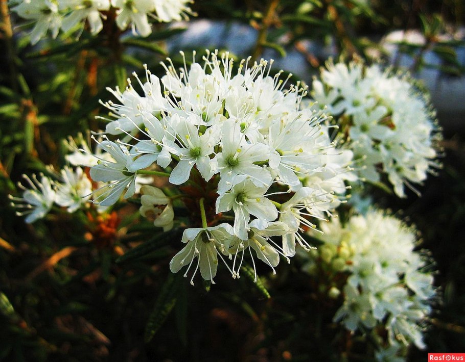 Цветение багульника в Бурятии