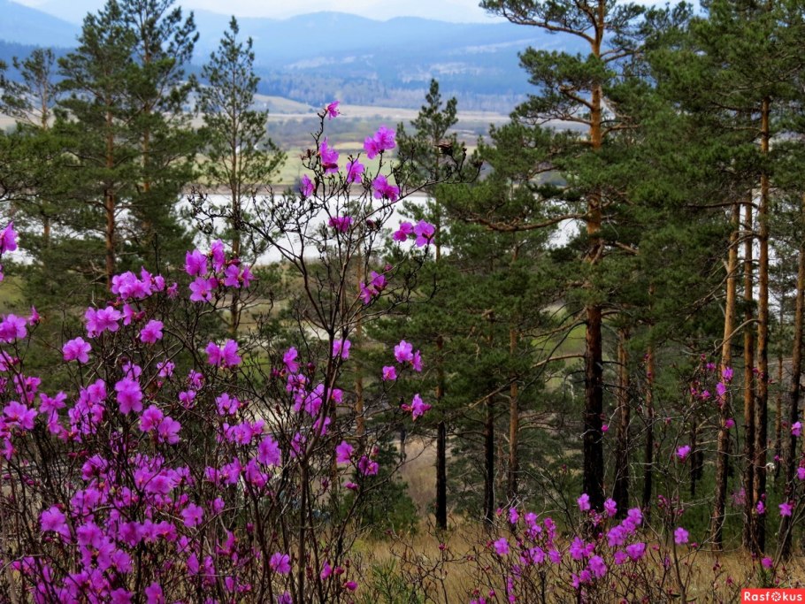Багульник болотный