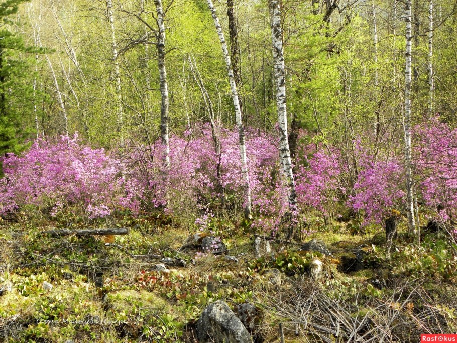 Саяны багульник