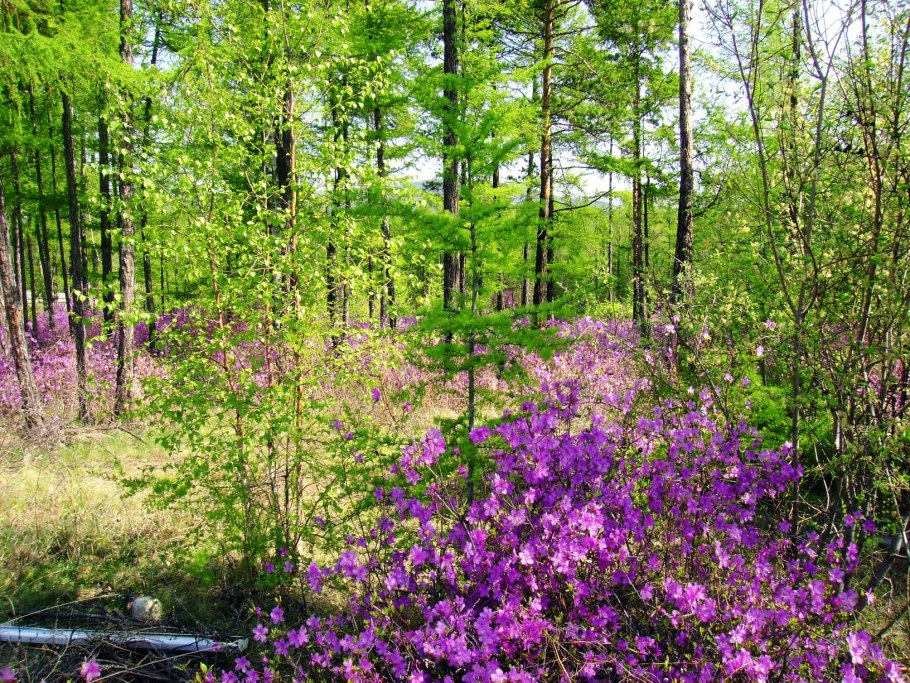 Рододендрон Даурский Забайкалье