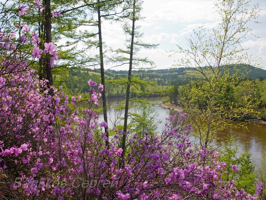 Багульник цветы Сибири