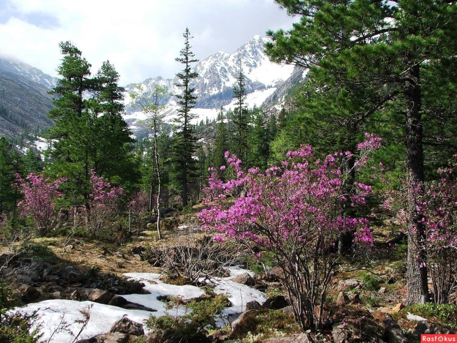 Багульник в Забайкалье