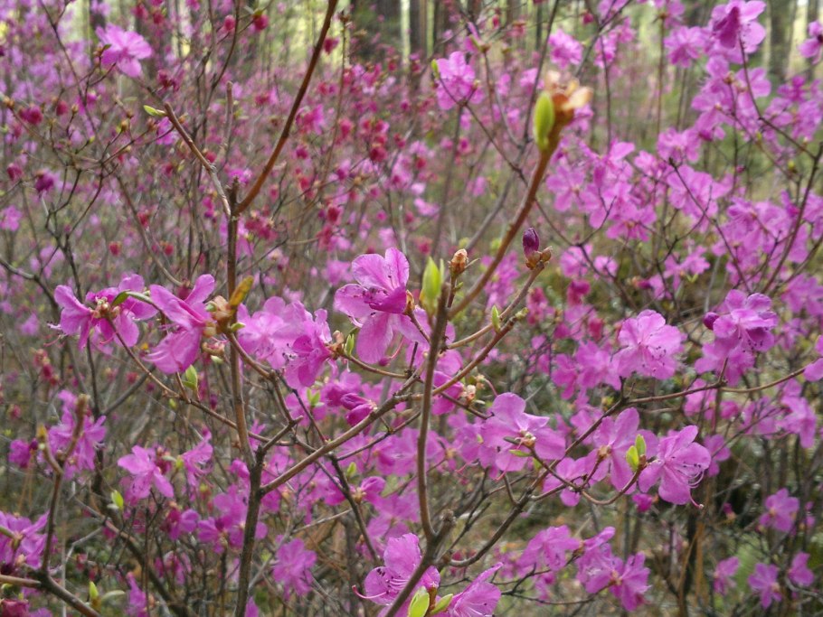Рододендрон Даурский багульник