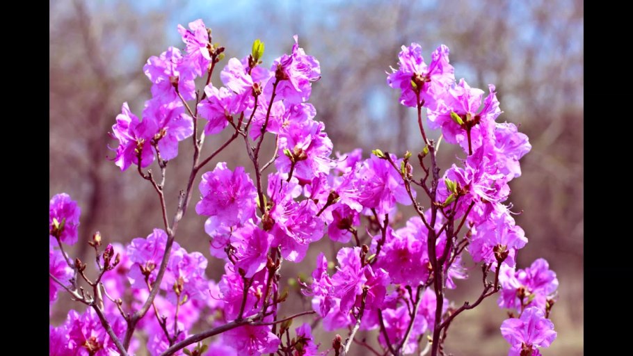 Рододендрон Даурский багульник