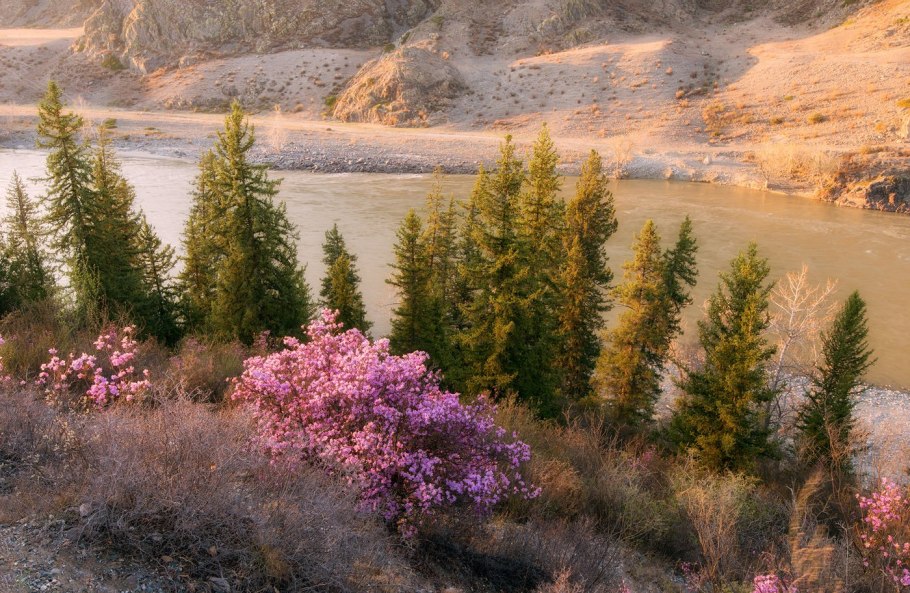 Багульник болотный