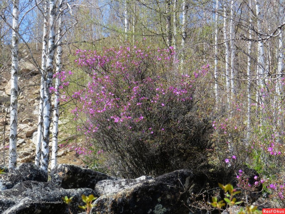 Багульник растение в Забайкалье