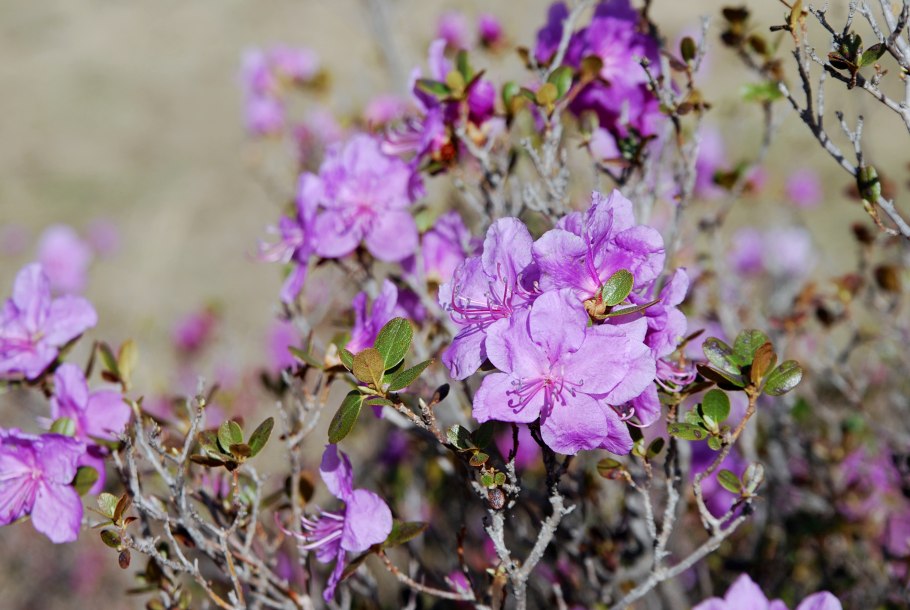 Багульник обыкновенный