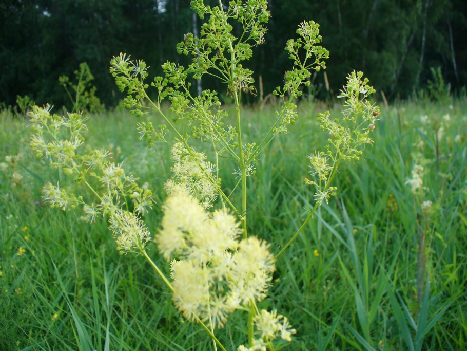 Атлас луговых трав Подмосковья