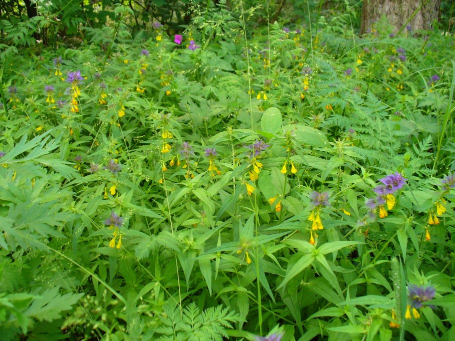 Атлас травянистые растения Подмосковья