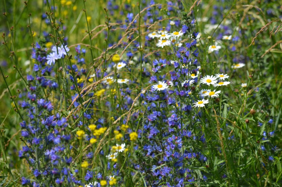 Луговые растения Алтайского края